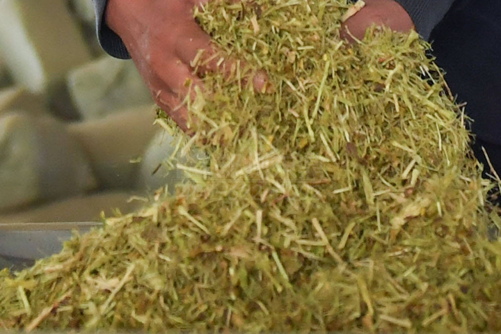 生物質(zhì)烘干機廠家鄭州東鼎干燥開發(fā)了大型檸條烘干機成套設(shè)備，實現(xiàn)了檸條資源規(guī)?；弥?。